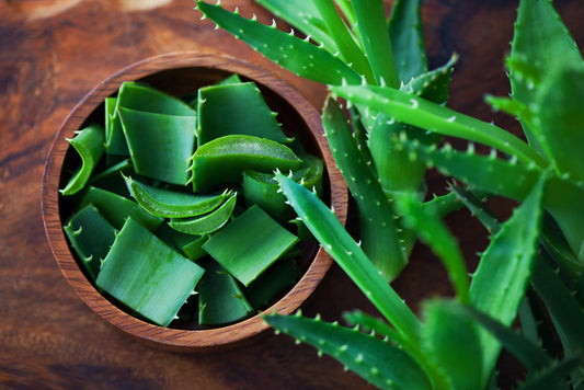 Unveiling the Benefits: Essential Facts about Aloe Vera