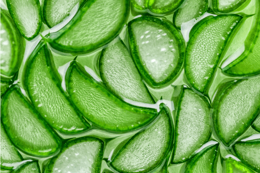 Using Aloe Vera for Your Dog’s Itchy Skin: Benefits & Products