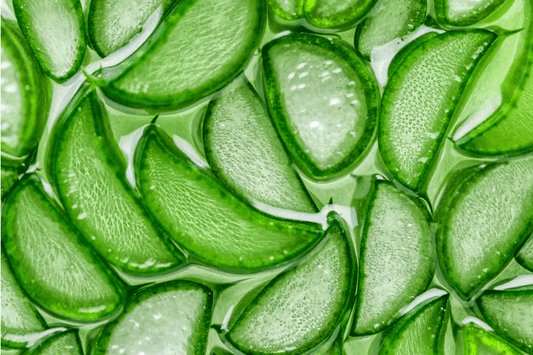 Using Aloe Vera for Your Dog’s Itchy Skin: Benefits & Products