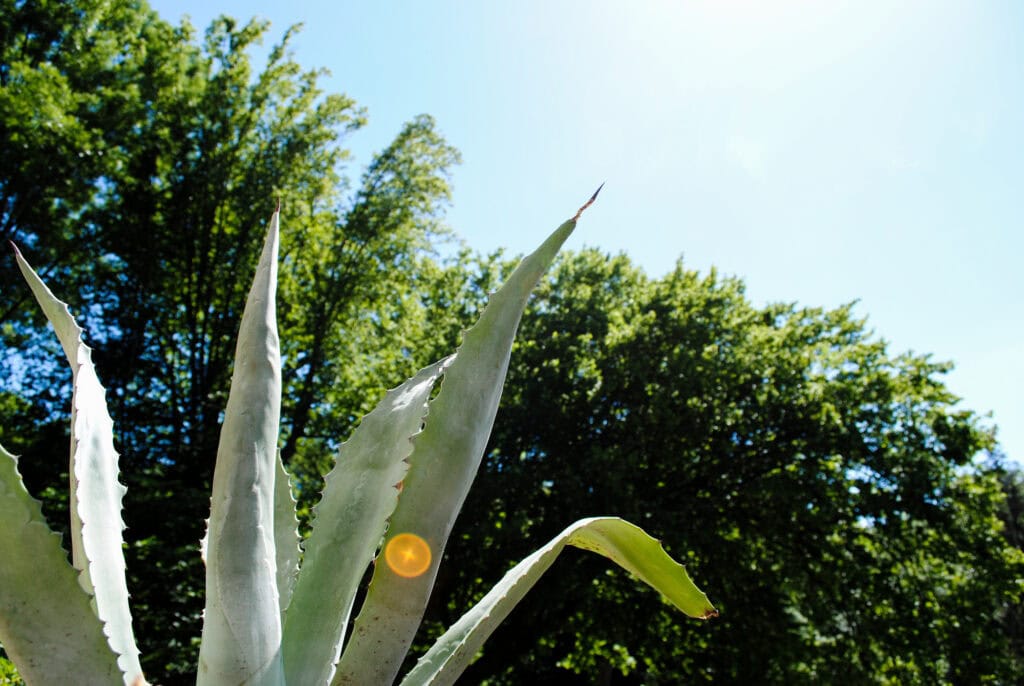 Aloe Vera Supports Immune Health